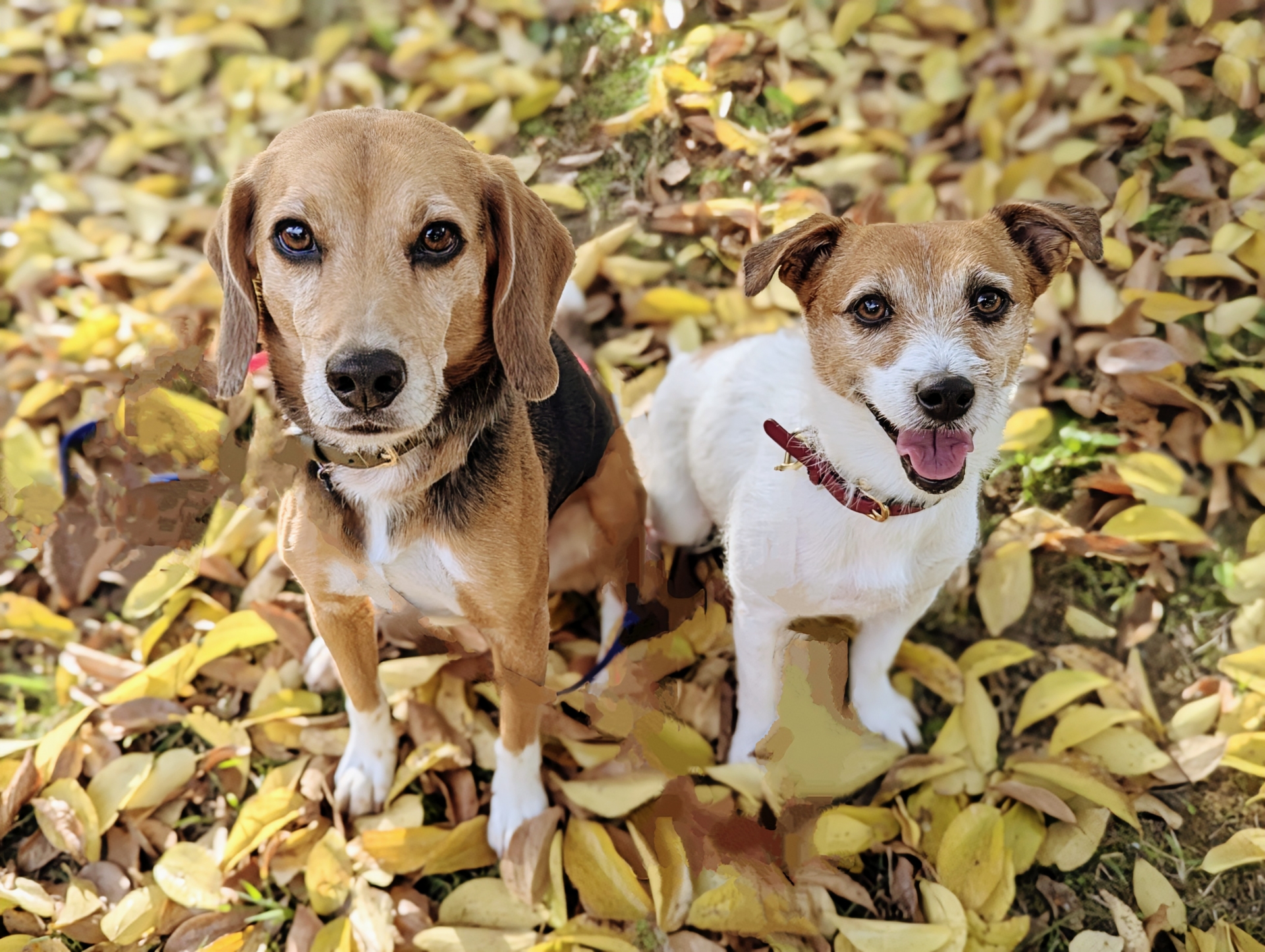 ※いぬ様専門ページ 9/27-28 わんこのフェス - R&L